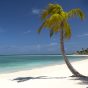 Antigua paradise beach palm