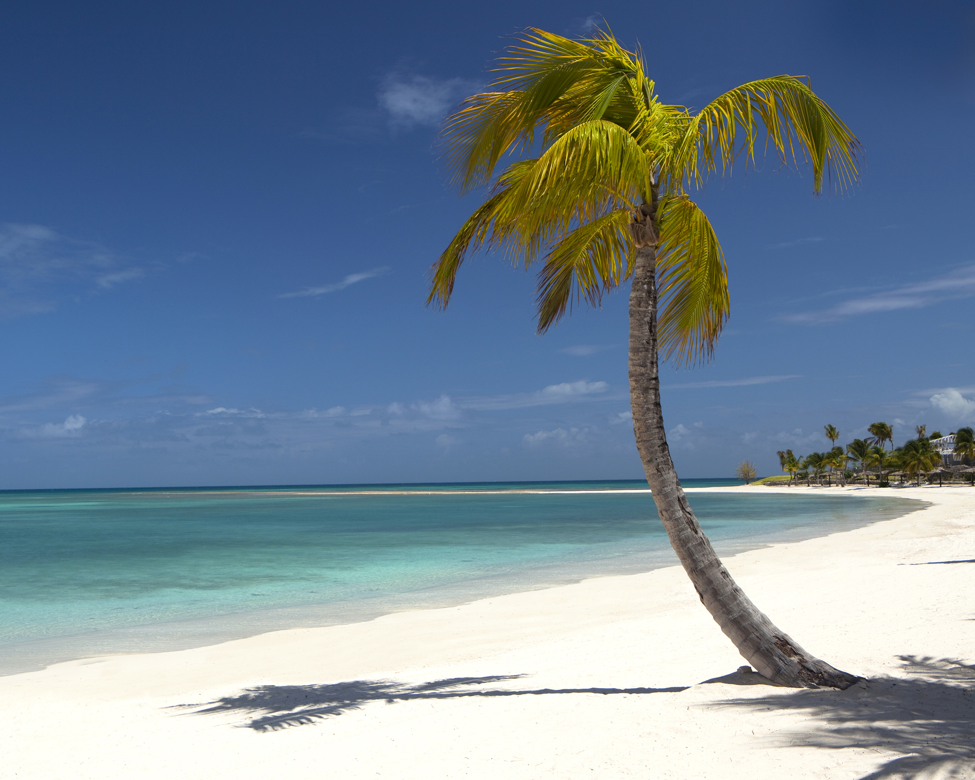 Antigua paradise beach palm