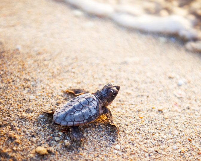 turtle sanctuary hatchling on beach